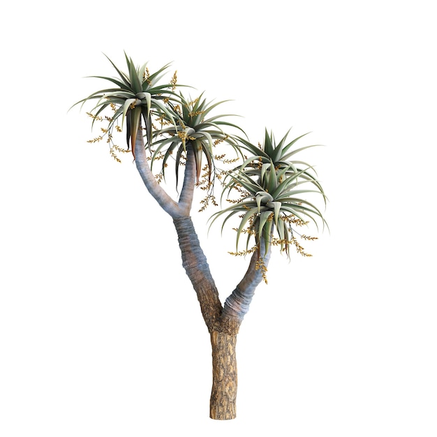 Foto ilustración en 3d del árbol de aloe pillansii aislado sobre un fondo blanco