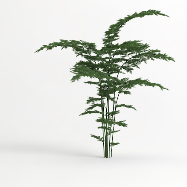 Foto ilustración 3d del árbol de asparagus setaceus aislado en blanco y su máscara