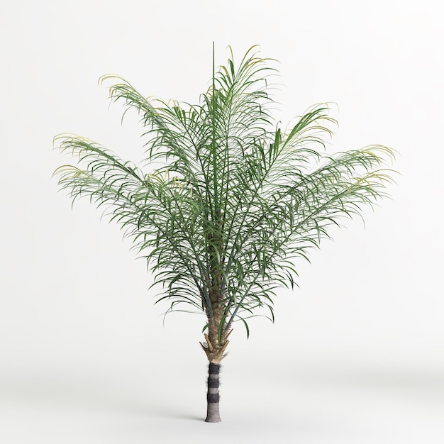 Ilustración 3d del árbol Bactris gasipaes aislado en blanco y su máscara