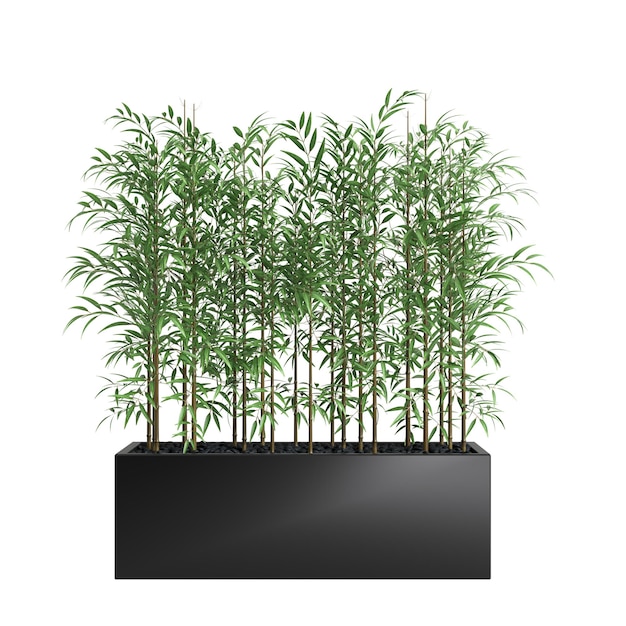 Ilustración 3d de árbol de bambú aislado sobre fondo blanco.