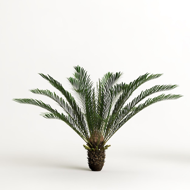 Ilustración 3d de árbol Cyathea aislado sobre fondo blanco.