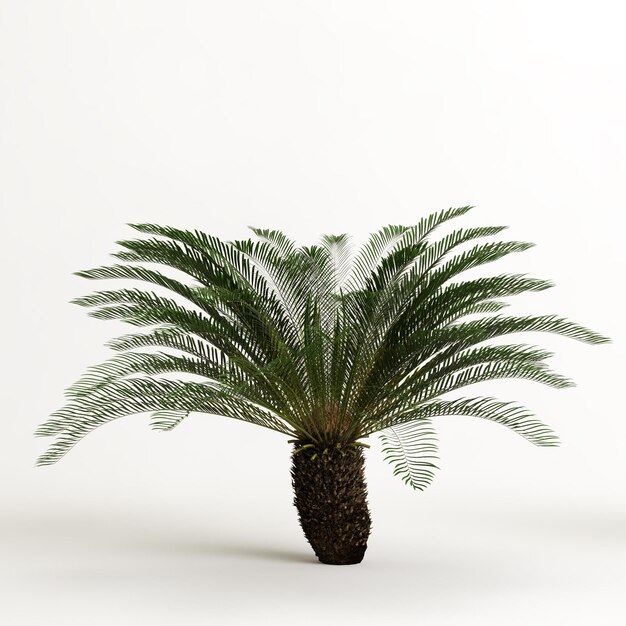 Ilustración 3d de árbol Cyathea aislado sobre fondo blanco.