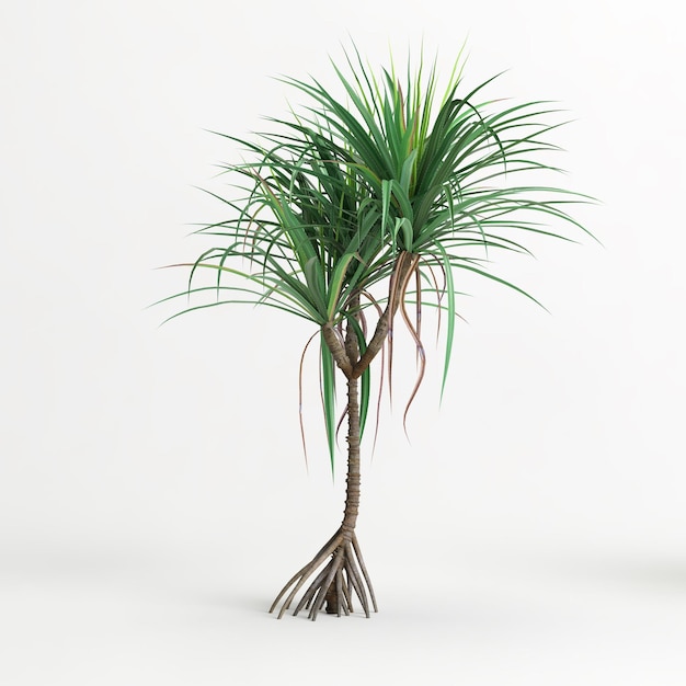 Ilustración 3d de árbol dracaena aislado sobre fondo blanco.