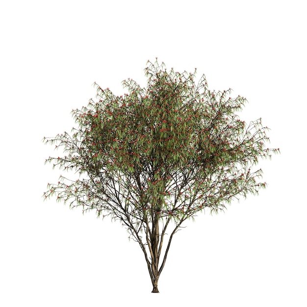 Ilustración 3d de árbol de eucalipto leucoxylon aislado sobre fondo blanco.