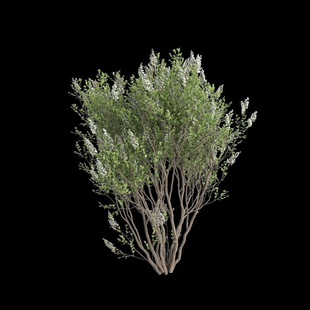 Foto ilustración en 3d del árbol lawsonia inermis aislado sobre un fondo negro