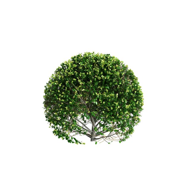 Ilustración en 3D de un arbusto de Buxus sempervirens aislado sobre un fondo blanco