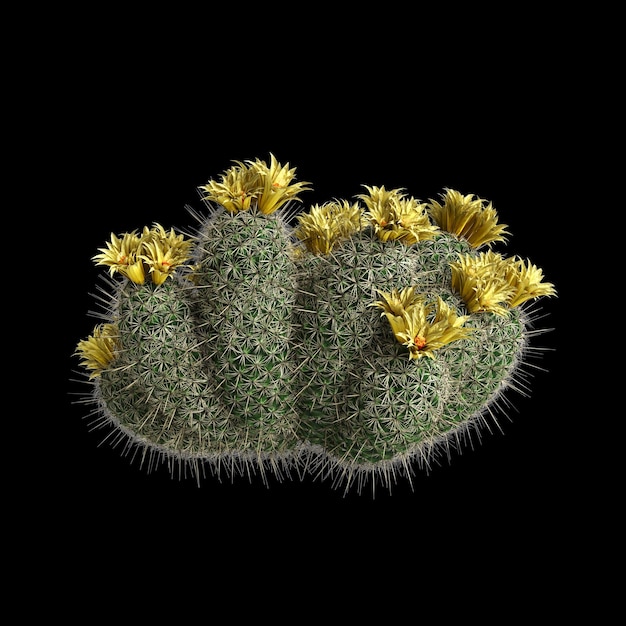 Foto ilustración en 3d de un arbusto de coryphantha echinus aislado sobre un fondo negro