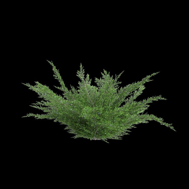 Foto ilustración en 3d de un arbusto de juniperus sabina aislado sobre un fondo negro