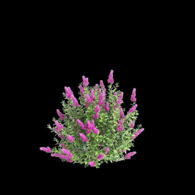 Ilustración en 3D del arbusto de Spiraea douglasii aislado sobre un fondo negro