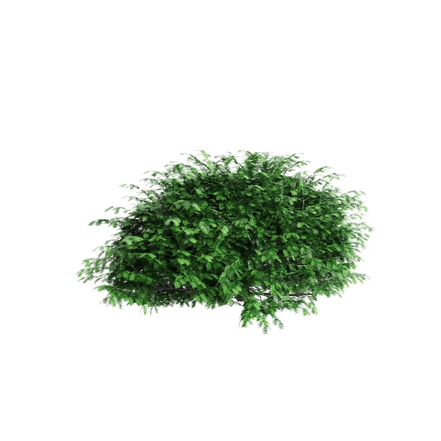 Ilustración en 3D de un arbusto de Taxus baccata aislado sobre un fondo blanco
