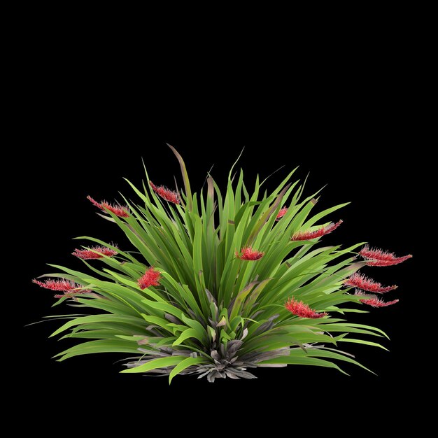 Foto ilustración en 3d del arbusto de xeronema callistemon aislado sobre un fondo negro