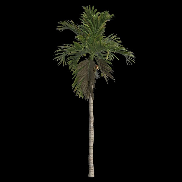 Ilustración 3d de areca catechu palm aislado sobre fondo negro