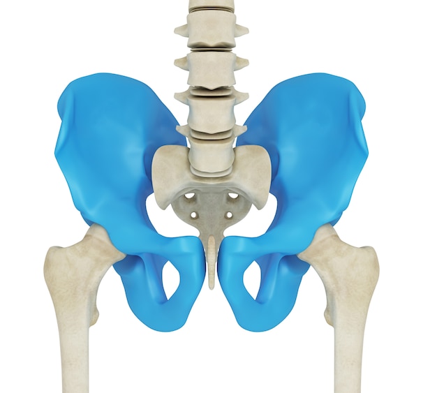 Ilustración 3D de la cadera esquelética