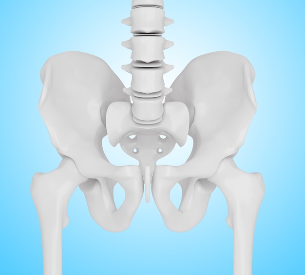 Foto ilustración 3d de la cadera esquelética