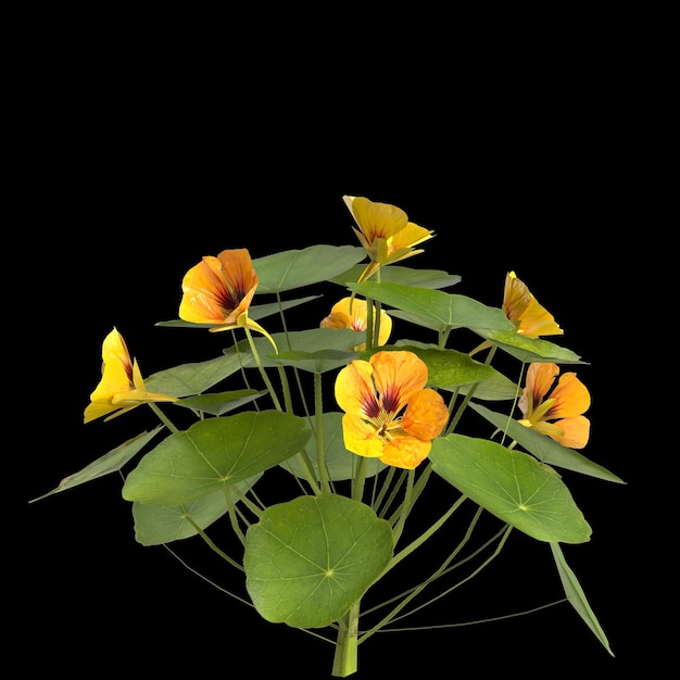 Ilustración 3d de capuchina planta aislada sobre fondo negro