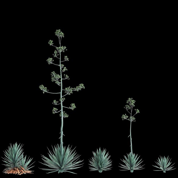 Foto ilustración en 3d de un conjunto de árboles de agave rhodacantha aislados sobre un fondo negro