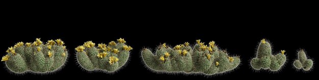 Foto ilustración en 3d del conjunto de árboles de coryphantha echinus aislados en fondo negro