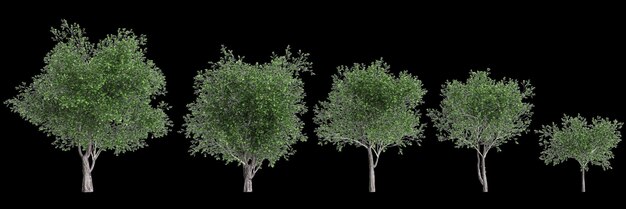 Ilustración en 3D del conjunto de árboles Platanus acerifolia aislados en fondo negro