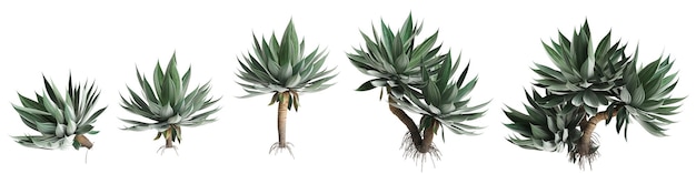 Ilustración en 3D de un conjunto de arbustos de Agave attenuata aislados sobre un fondo blanco