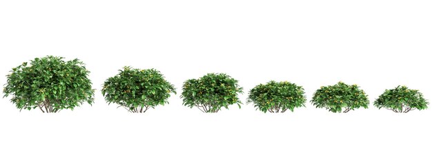 Ilustración en 3D del conjunto de arbustos de Hymenosporum flavum aislados sobre fondo blanco