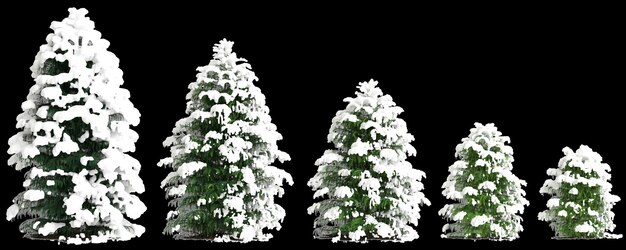 Foto ilustración en 3d del conjunto cryptomeria japonica elegans viridis árbol cubierto de nieve aislado en negro