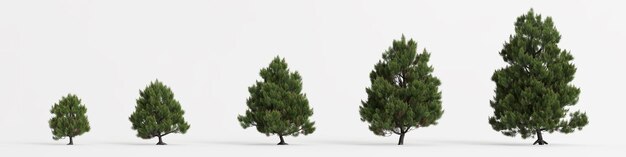 Ilustración 3d de conjunto pinus sylvestris árbol aislado sobre fondo blanco.