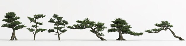 Ilustración 3d del conjunto Podocarpus macrophyllus bonsai aislado en blanco y su máscara