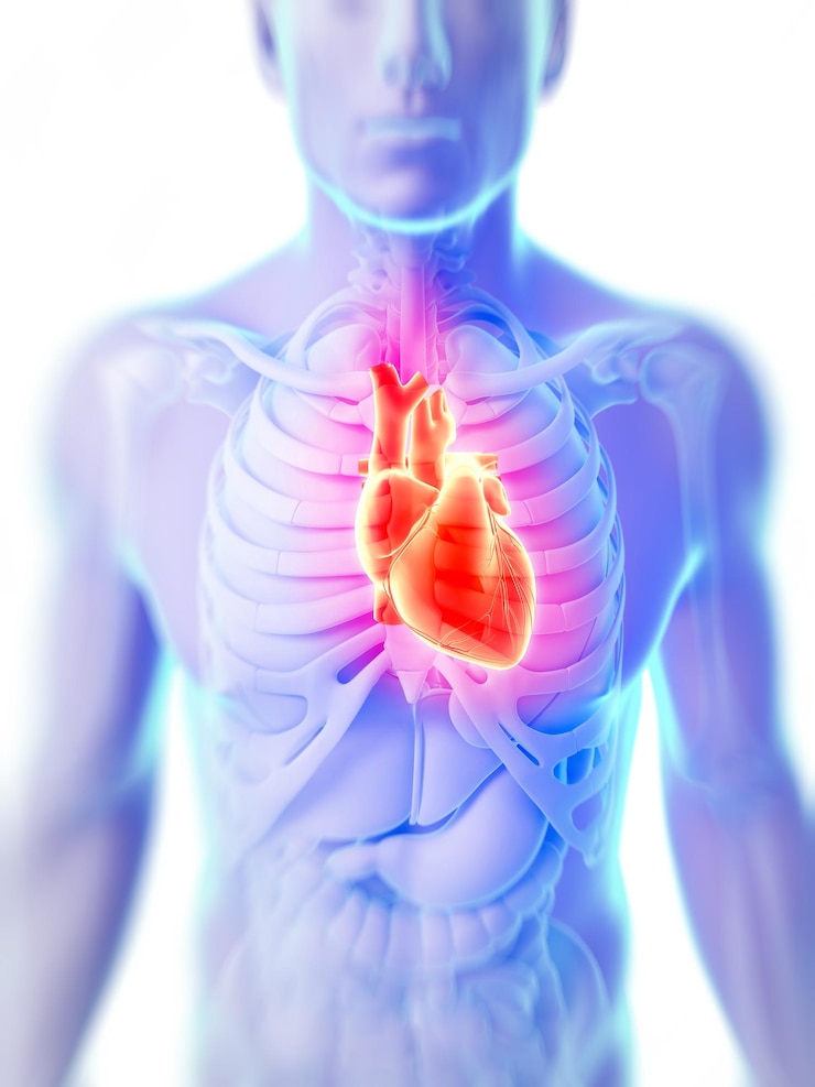 Foto ilustración 3d del corazón humano