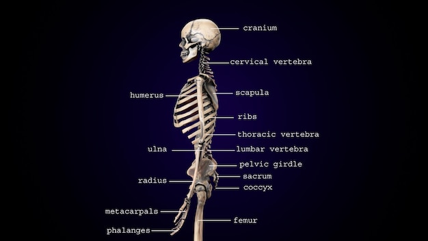 Ilustración 3D del esqueleto del cuerpo humano