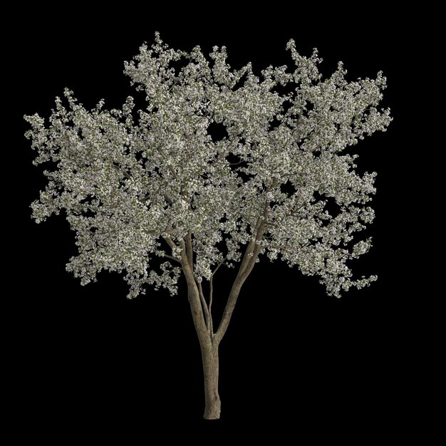 Ilustración 3d de floración amelanchier aislado sobre fondo negro