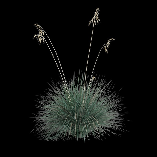 Ilustración 3d de helictotrichon sempervirens arbusto aislado sobre fondo negro