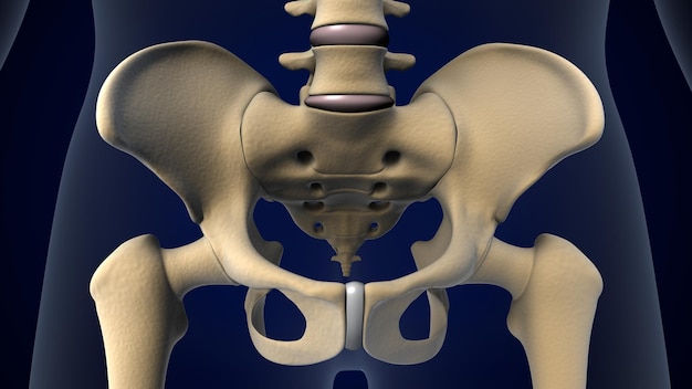 Ilustración en 3D de los huesos del esqueleto de la cadera pélvica