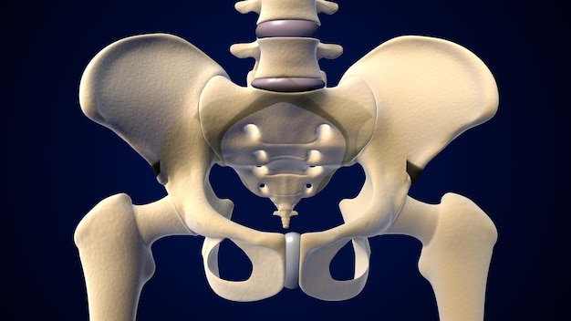 Foto ilustración en 3d de los huesos del esqueleto de la cadera pélvica