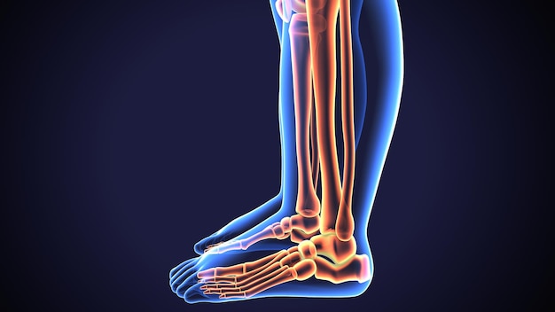 Foto ilustración en 3d de los huesos de la pierna tibia y fíbula
