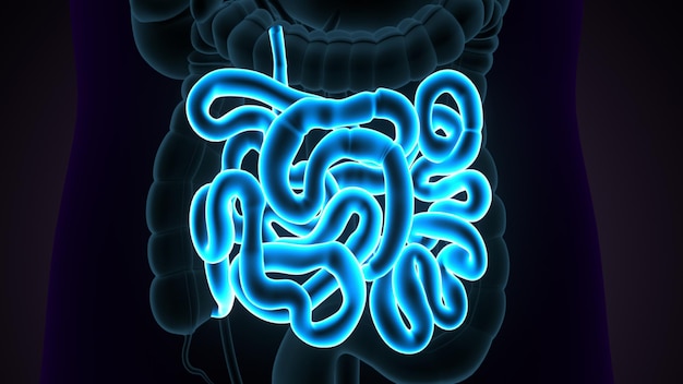 Foto ilustración 3d del intestino delgado anatomía del sistema digestivo humano