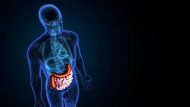 Ilustración 3d del intestino de los órganos internos humanos Intestino grueso y delgado