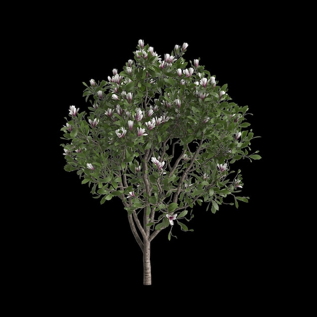 Ilustración 3d de magnolia x soulangeana árbol aislado sobre fondo negro