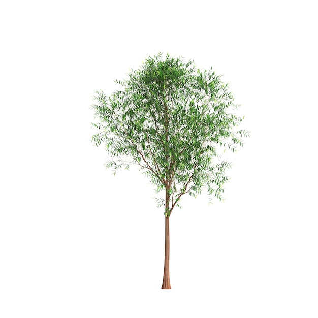 Ilustración 3d de metasequoia glyptostroboides árbol aislado sobre fondo blanco.