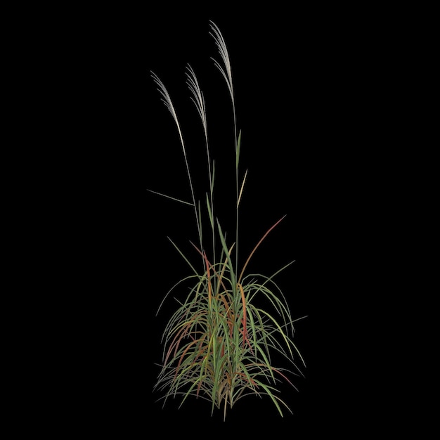 Ilustración 3d de miscanthus purpurascens bush aislado sobre fondo negro