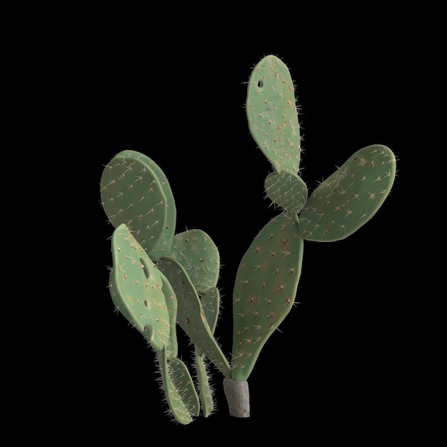 Ilustración 3d de opuntia ficus indica arbusto aislado sobre fondo negro