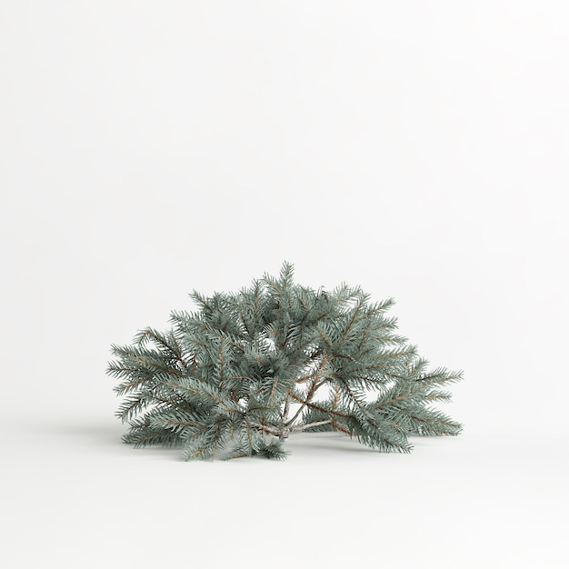 Ilustración 3d de picea pungens glauca procumbens árbol aislado sobre fondo blanco.