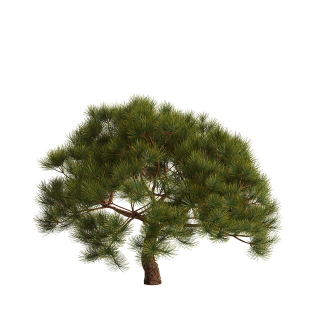 Ilustración 3d de pinus mugo árbol aislado sobre fondo blanco.