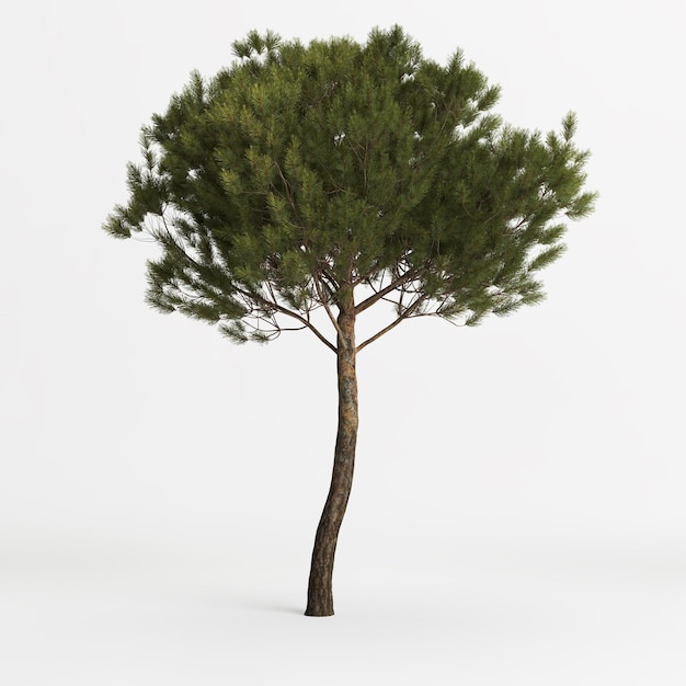 Ilustración 3d de pinus pinea medio árbol aislado sobre fondo blanco.