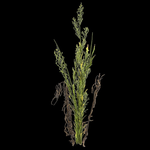 Ilustración 3d de la planta horseweed aislado sobre fondo negro