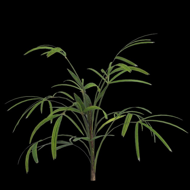 Ilustración 3d de la planta rhapis aislada sobre fondo negro