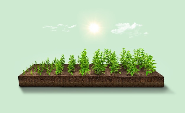 Ilustración 3d planta verde sobre fondo de verano de naturaleza tropical Concepto de ecología y medio ambiente
