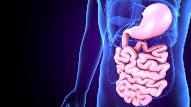 Ilustración 3D del sistema digestivo humano Anatomía del intestino delgado para el concepto médico