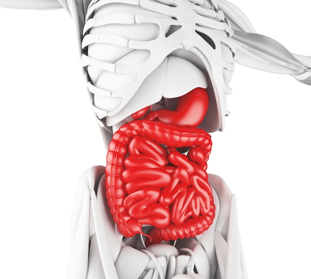 Foto ilustración 3d del sistema digestivo