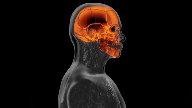Ilustración 3d del sistema de huesos de la cabeza humana