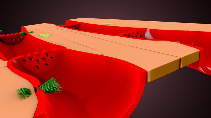 Foto ilustración 3d del xilema y el floema